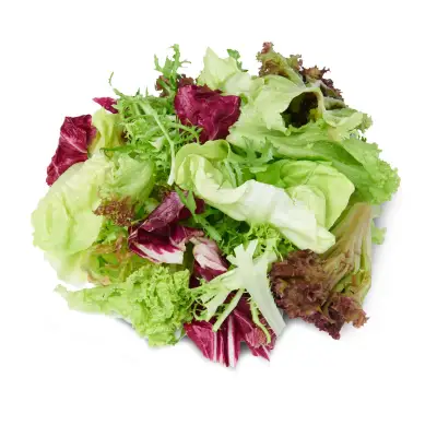 GIVVO Garden Salad