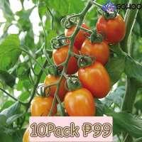 10pack SUPER POPE TOMATO (20 Seeds) - High Yielding Variety