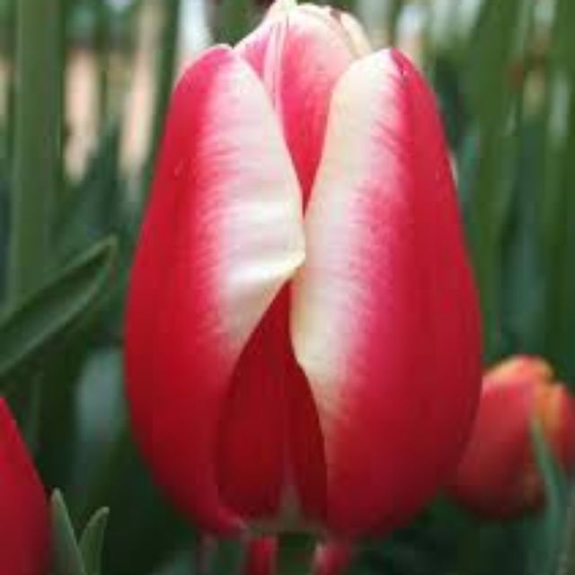 Củ hoa tulip đỏ viền trắng giống hà lan - Giống hoa Cảnh Nhập Khẩu