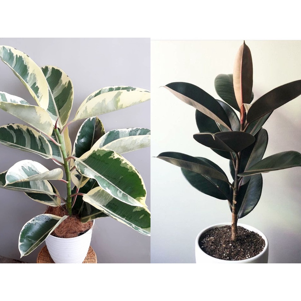 Tanaman Hias Karet Kebo - Tanaman Indoor Ficus Elastica - Rubber Plant