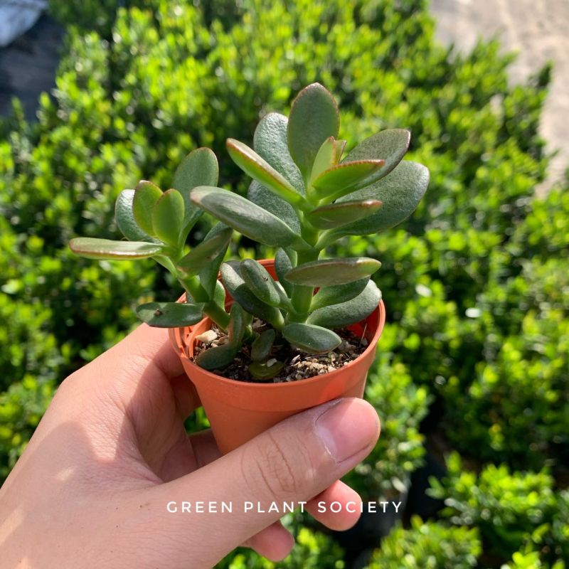 GPS X 90s Greenovation - Live Succulent - Crassula Jade Plant 玉树