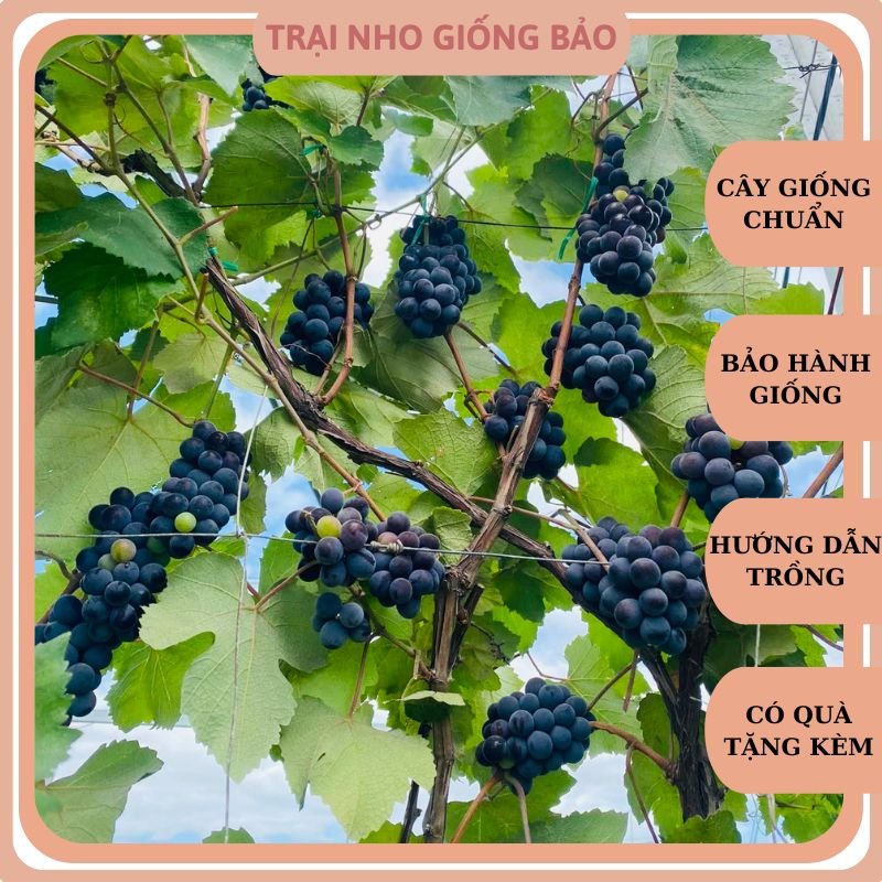 Cây nho giống alđen giống lùn pháp leo giàn
