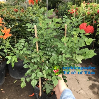caykiengsadec - Cây chùm ớt - tặng phân bón cho cây mau lớn - hoa kiểng lá thumbnail