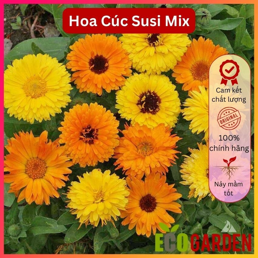 Hạt giống hoa cúc susi nhiều màu mix