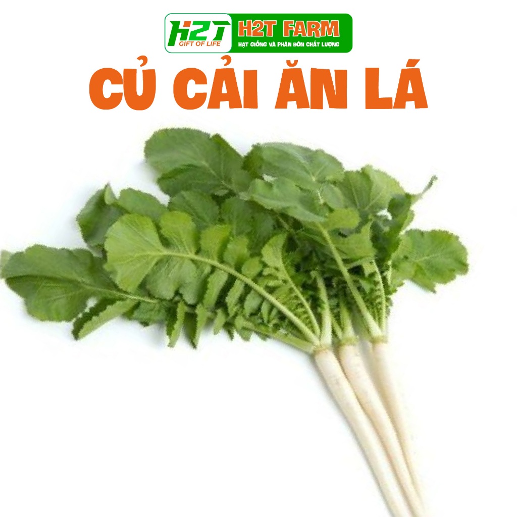 Hạt giống củ cải ăn lá dễ trồng, năng suất