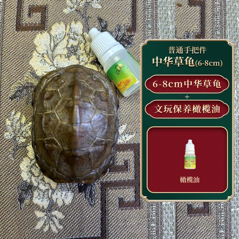 Tất cả các mai rùa tự nhiên, mai rùa cổ, đầy đủ và sạch sẽ, chơi với mai rùa thật, xử lý miếng, tiền vàng mai rùa Đồ trang trí