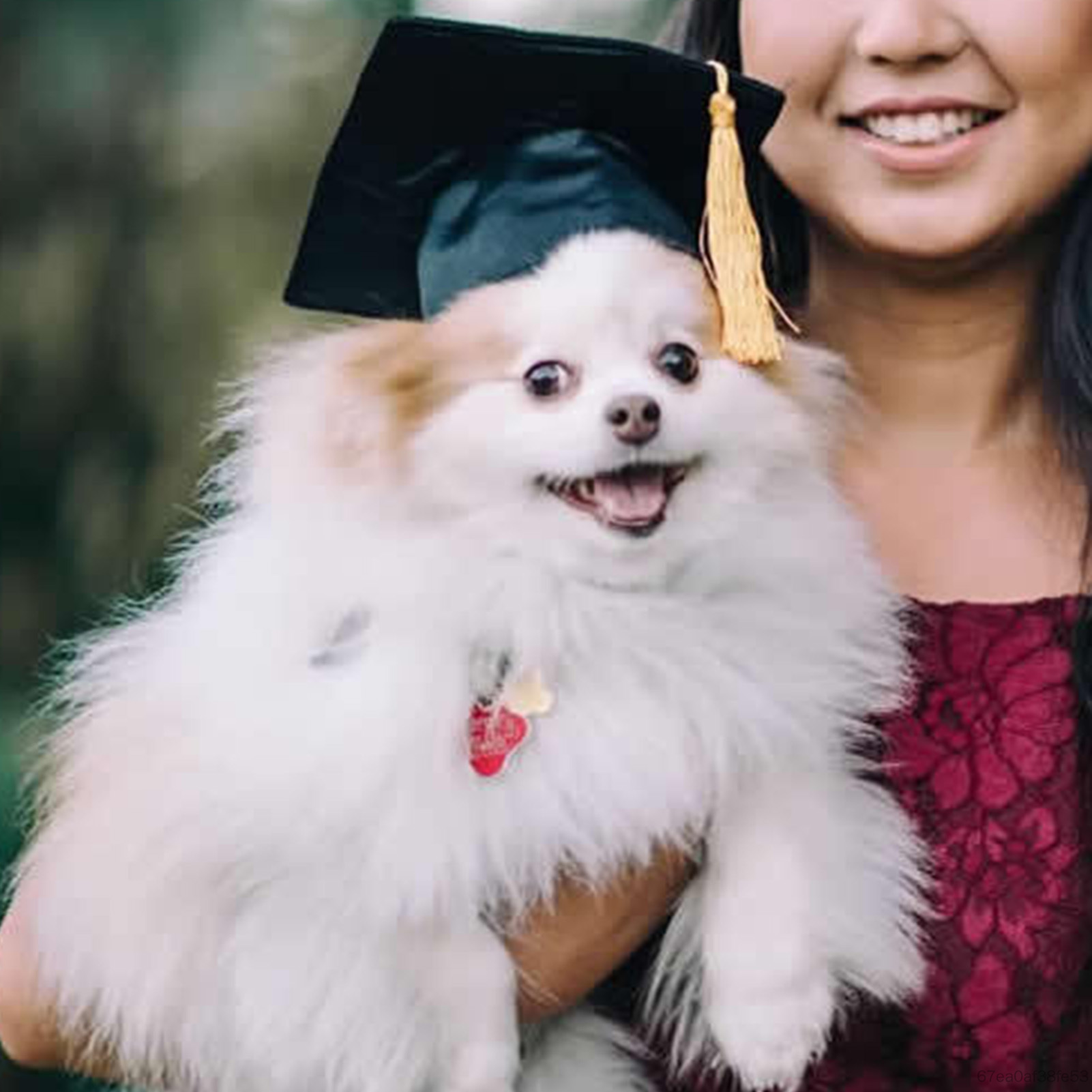 Mũ tốt nghiệp Phụ kiện cho thú cưng Mũ tốt nghiệp cho thú cưng có thể điều chỉnh cho chó Đạo cụ chụp ảnh phụ kiện cho chó Mũ tốt nghiệp, mũ tiến sĩ, màu đen TF-Mel-VN