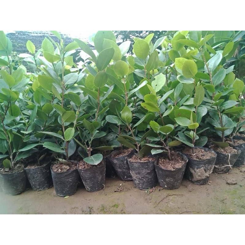 Cây Giống Trà My cao tầm 40cm bầu rễ ổn định đẹp