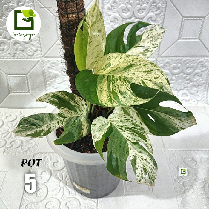 EPIPREMNUM PINNATUM MARBLE VARIEGATA-Shelishop13 Harga  345,000 Ringgit*Penghantaran Percuma