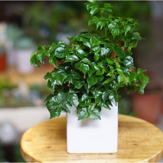 Cây để bàn - cây hạnh phúc bụi mini để bàn sum suê sức sống mãnh liệt trang trí bàn làm việc cực đẹp
