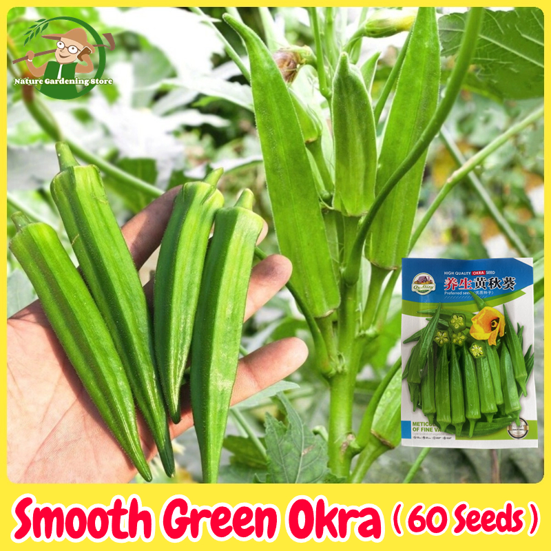 ปลูกง่าย เมล็ดสด100% เมล็ดพันธุ์ ผักกระเจี๊ยบ บรรจุ 60เมล็ด Smooth Green Okra Seeds for Planting เมล็ดกระเจี๊ยบ เมล็ดพันธุ์ผัก เมล็ดบอนสี ผักสวนครัว ต้นไม้มงคล ต้นผลไม้ บอนไซ พันธุ์ผัก เมล็ดผัก ผักออร์แกนิก อัตราการงอกสูง ผลผลิตสูง Vegetable Plants ราคา 38 บาท*ส่งฟรี