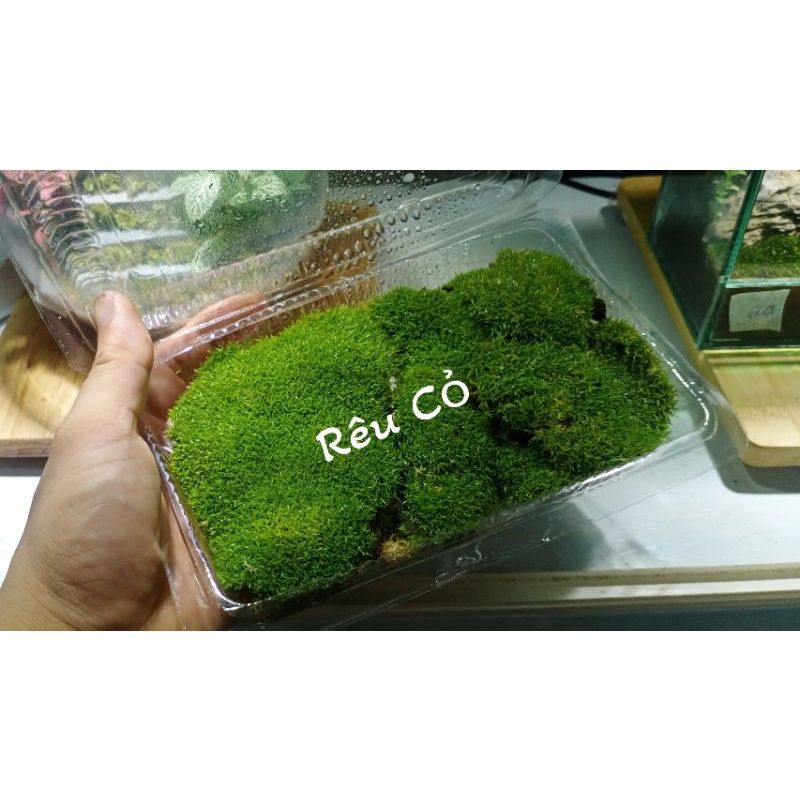 Rêu cỏ làm terrarium, đắp chậu bonsai ,tiểu cảnh....