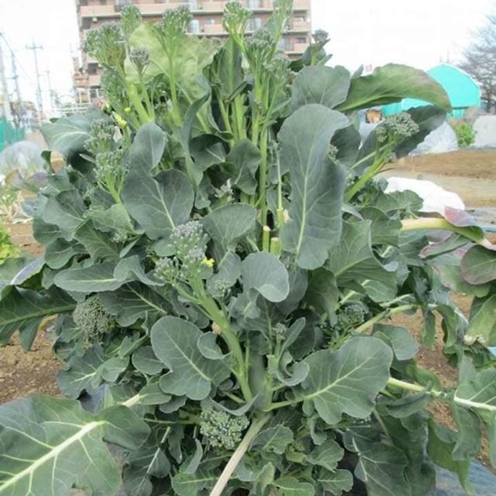Hạt giống súp lơ baby broccoli raab 602 5gr
