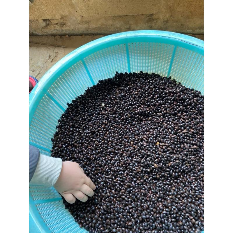 300g Hạt giống Bồ đề, hạt giống cây bồ đề, hạt giống chuẩn