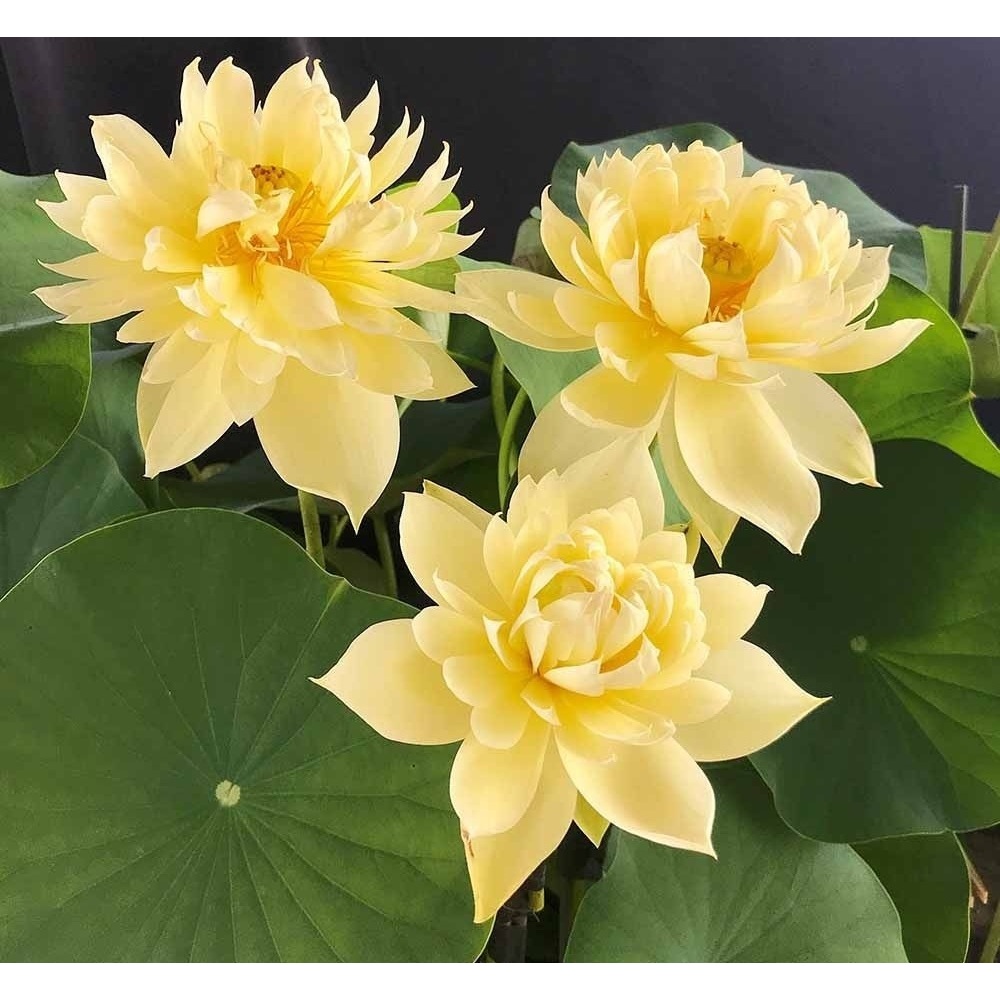 Củ giống hoa sen vàng " Autumn in moling "