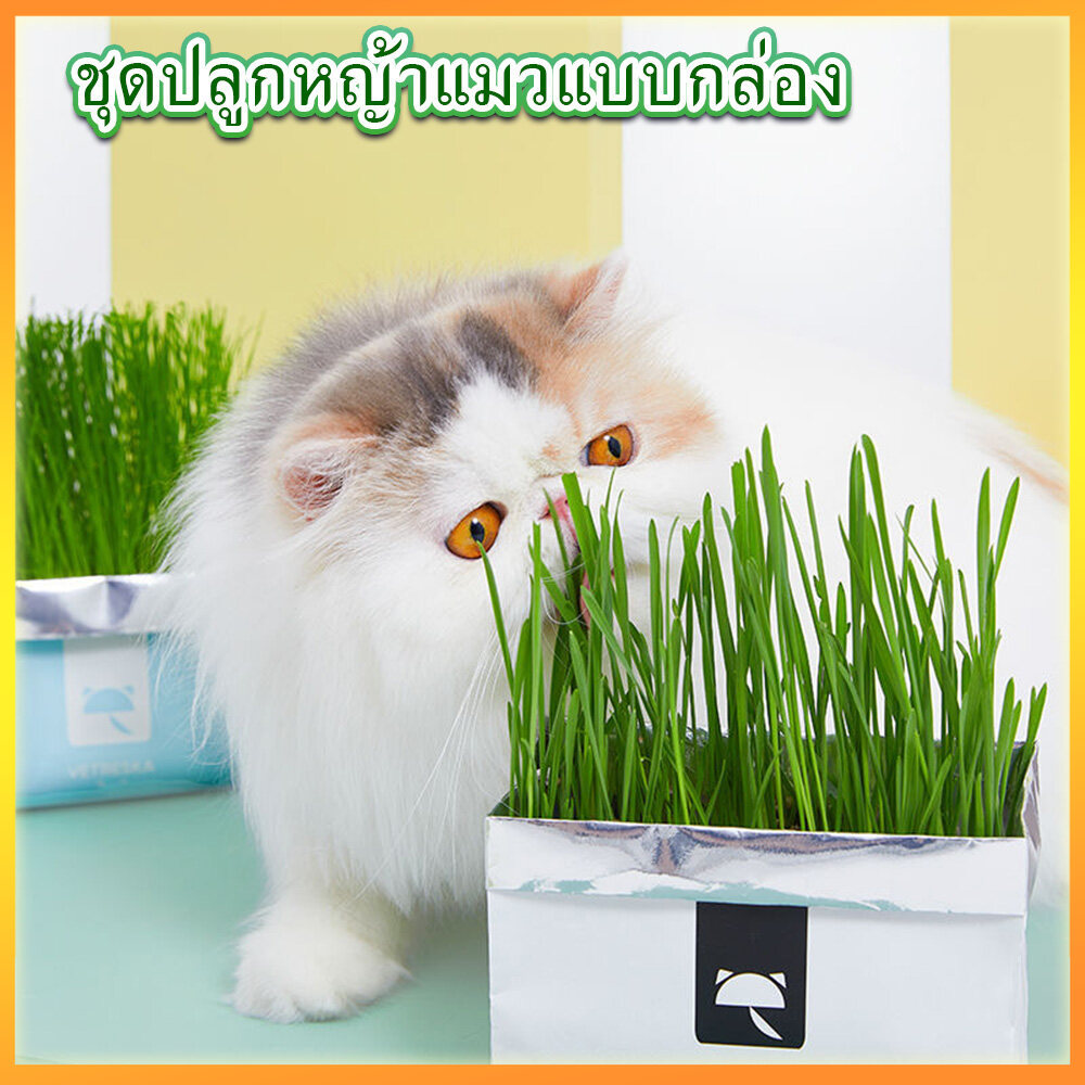 🔥ชุดปลูก ครบชุดพร้อมปลูก ต้นอ่อนข้าวสาลี ออร์แกนิค ปลอดสารเคมี หญ้าแมว🔥 แบบถุง 🌱ชุดปลูกหญ้าแมว🌱 ราคา 23 บาท*ส่งฟรี