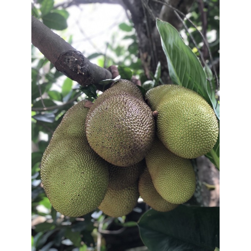 Cây giống mít thái ươm từ hạt
