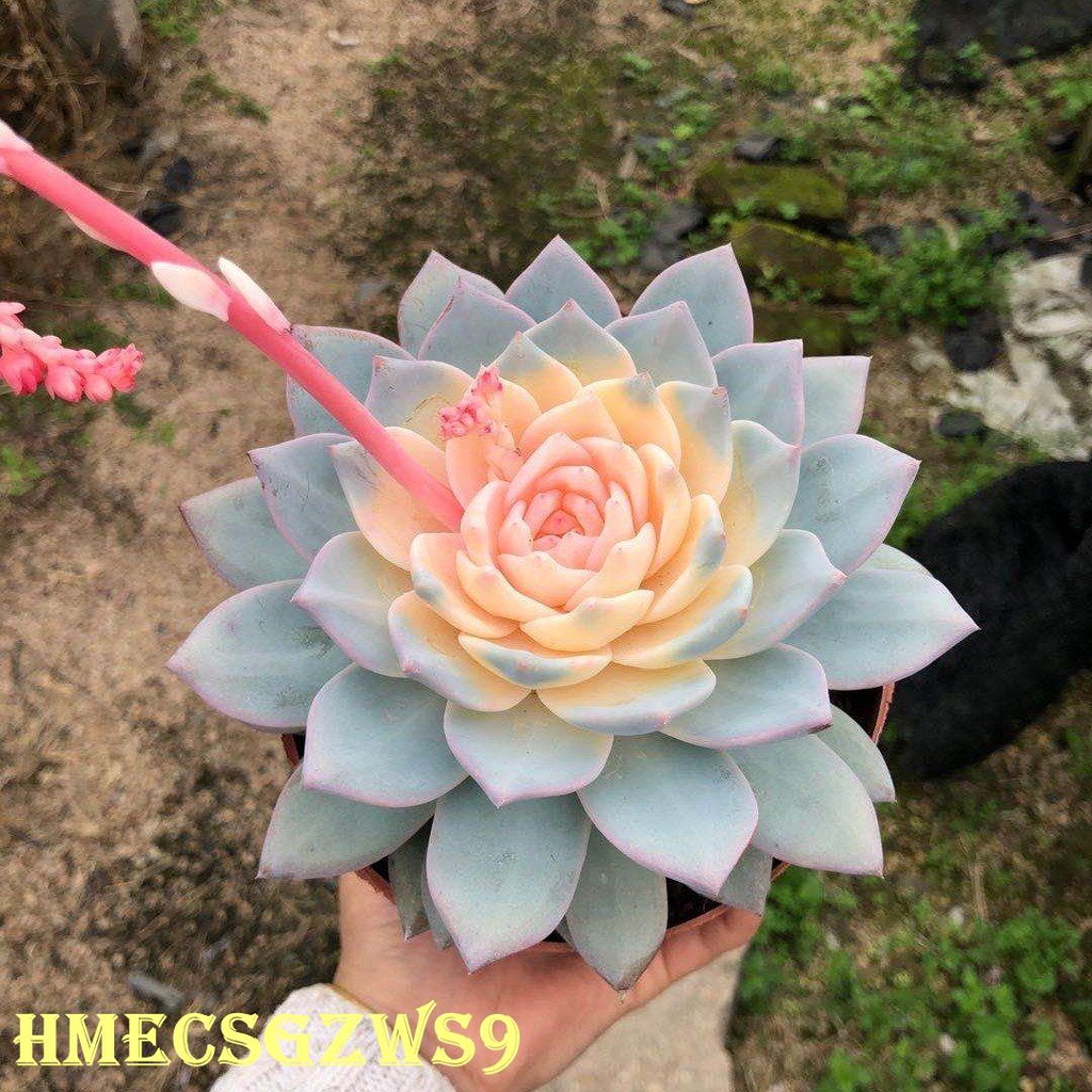Hạt giống sen đá hoa hồng 50h - Giống Hoa Cảnh Nhập Khẩu