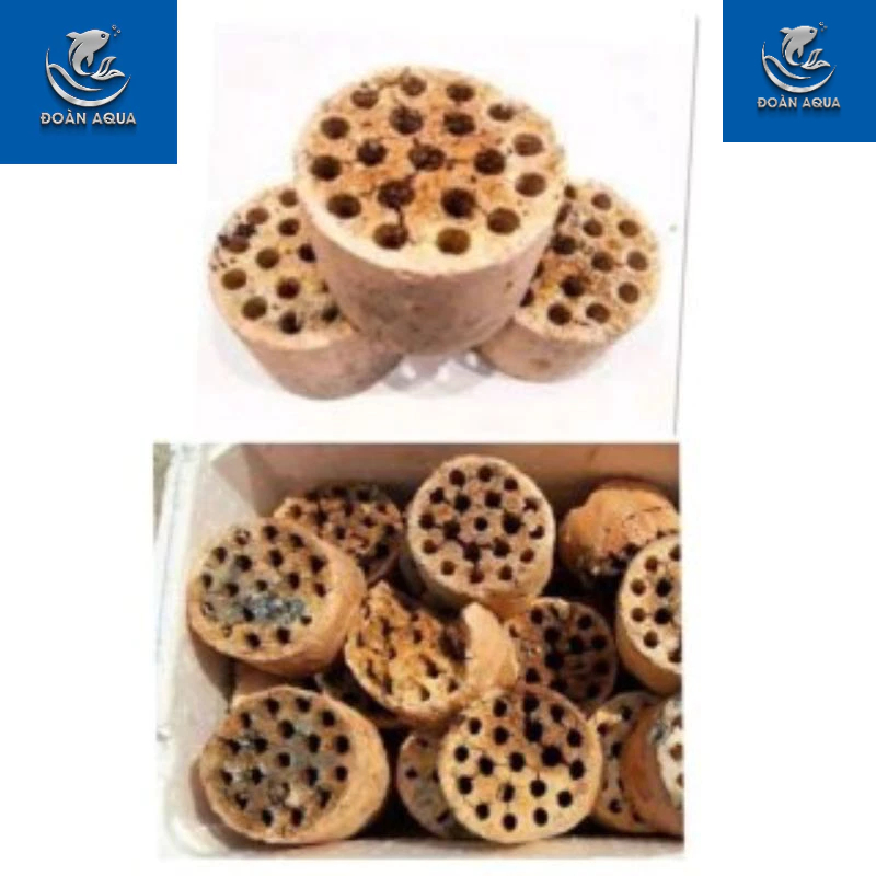 SIÊU RẺ Xỉ than tổ ong siêu lọc nước nuôi vi sinh cây cá cảnh