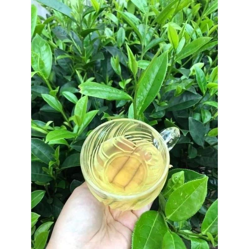 combo 5 cây giống chè xanh(mua 10 tặng 1)