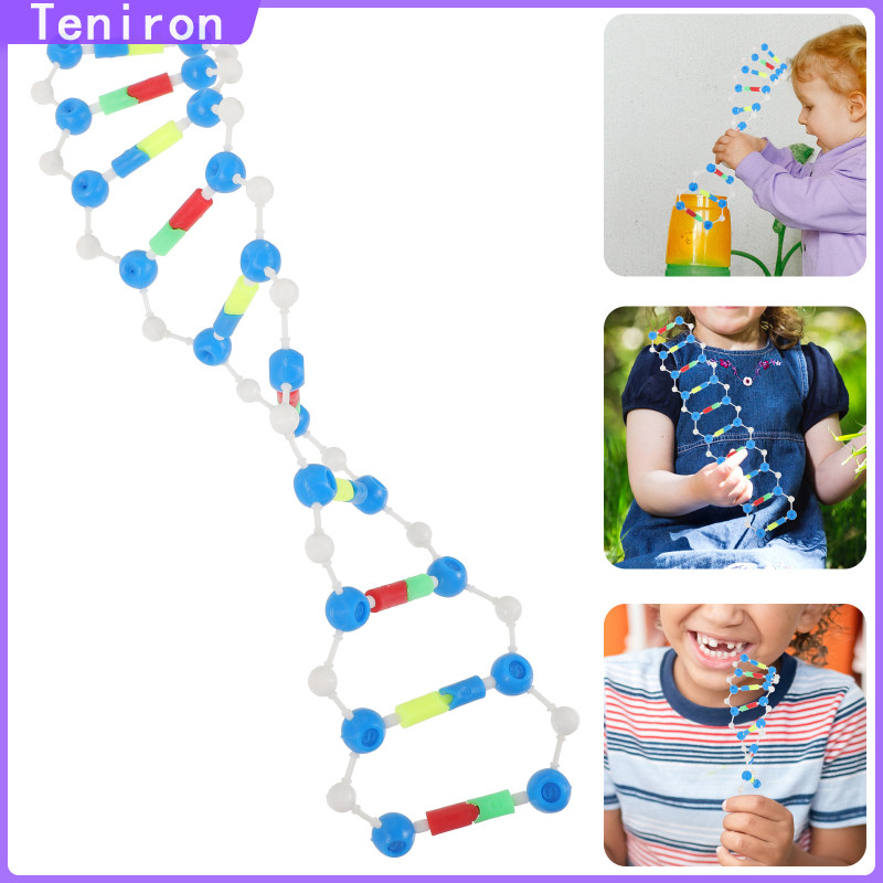 Teniron Double Helix DNA hình học giảng dạy học sinh viên công cụ giảng dạy giáo dục