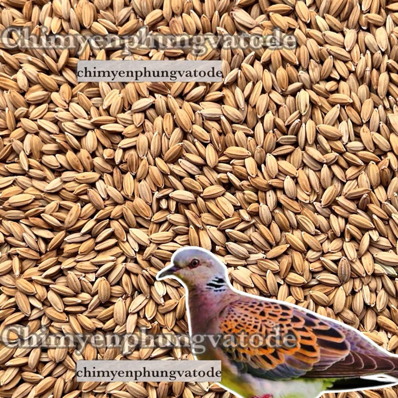 500gram lúa tiêu ruột đỏ [hạt đẹp] thức ăn: Gà kiểng, Bồ Câu, Cu Gáy..