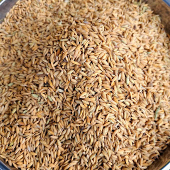 Lúa hạt tròn Bình Thuận lúa gà được thổi sạch, lúa dùng cho gà, bồ câu, chim cảnh, chuột ăn dẻo dai túi 1kg