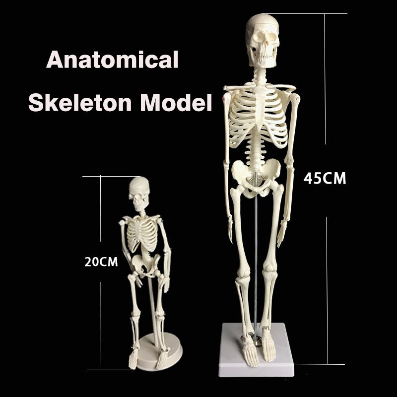 Human Anatomical Anatomy Skeleton Model Learn Science Medicine Teaching