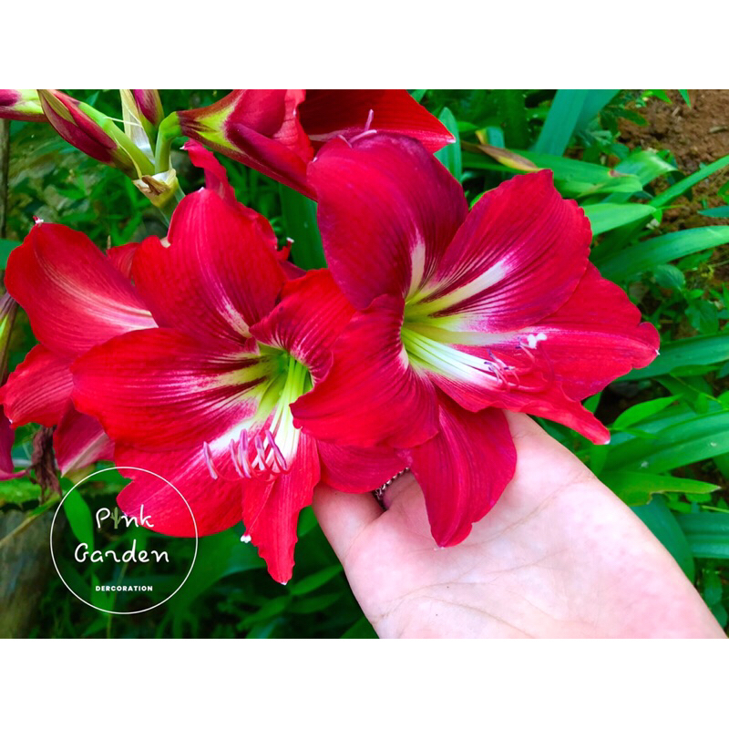 Củ giống hoa huệ đỏ - Giống Hoa Cảnh Nhập Khẩu