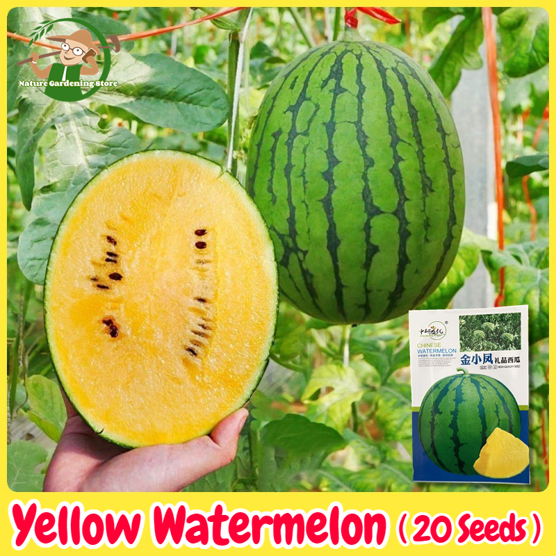 เมล็ดพันธุ์แตงโม เมล็ดแตงโม เนื้อสีเหลือง หวานสุดๆ บรรจุ 20เมล็ด Yellow Watermelon Seeds Fruit Seeds for Planting เมล็ดพันธุ์ผลไม้ เมล็ดพันธุ์ OP/F1 แท้ ผลไม้อินทรีย์ ต้นไม้ผลกินได้ ต้นไม้กินผล เมล็ดผลไม้ พันธุ์ไม้ผล บอนไซ เมล็ดพันธุ์บอนสี ปลูกได้ตลอดปี ราคา 38 บาท*ส่งฟรี