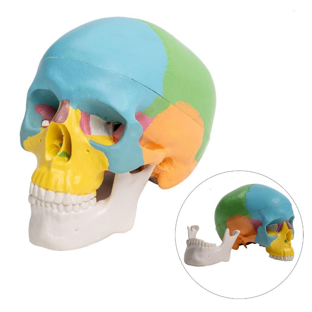Giải phẫu người mô hình hộp sọ minitype Organ Mô hình giải phẫu có thể tháo rời Giải Phẫu