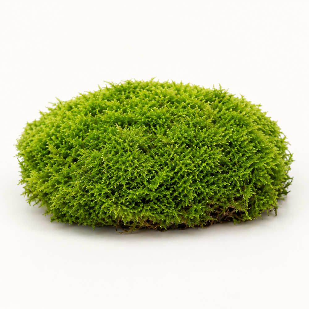 Rêu Xanh Trang Trí Terrarium