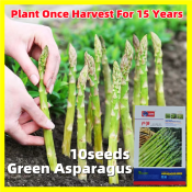 Sweet Green Asparagus Seeds - 10 Seeds High Yield Organic Asparagus Vegetables Seeds for Planting Bonsai Vegetable Plant Seeds Vegetables Seeds for Gardening Balcony Potted Asparagus Live Plants Real Plants Buto Ng Halaman Veggies Seedings Asparagus Plant