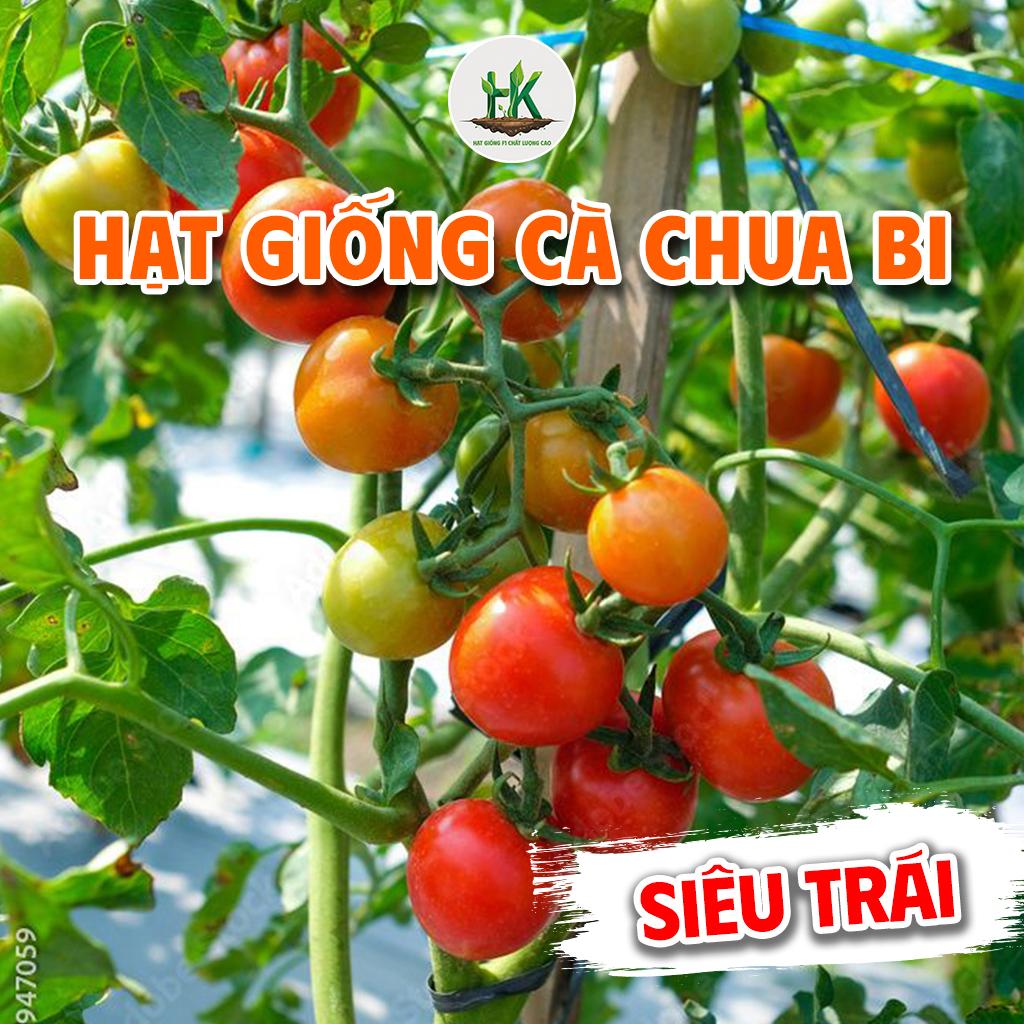Hạt giống Cà Chua Bi Lai F1 Siêu Quả dễ trồng, ít sâu bệnh, dễ chăm sóc, trồng quanh năm - HK SEEDS