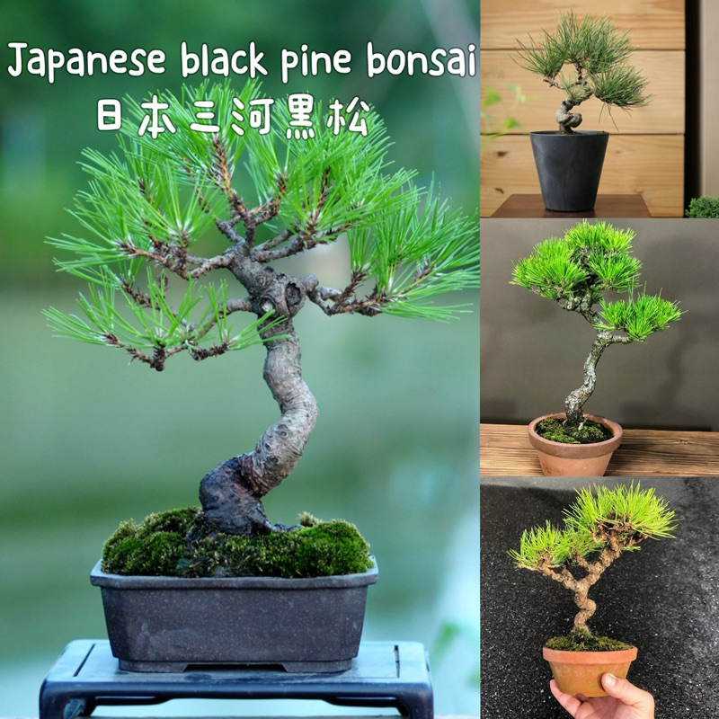 真柏盆栽juniper bonsai小品文人素材（bonsai plant/盆景） | Lazada