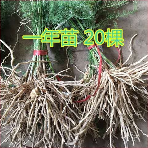 Cây giống măng tây gốc Cây giống măng tây tím trồng bốn mùa Cây giống rau trồng trong ba năm Chậu ba