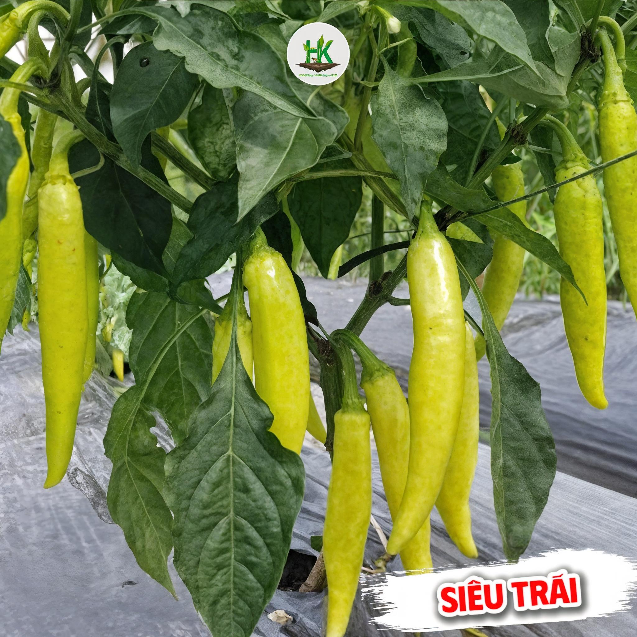 [GÓI 30 HẠT] Hạt giống Ớt Huế Siêu Cay, Giòn, Thơm, dễ trồng, năng suất cao, trồng quanh năm - HK Seeds
