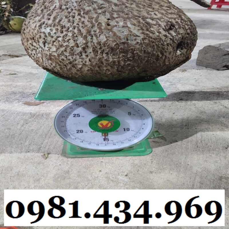 Củ bình vôi cảnh siêu to già trên 10kg chuẩn rừng