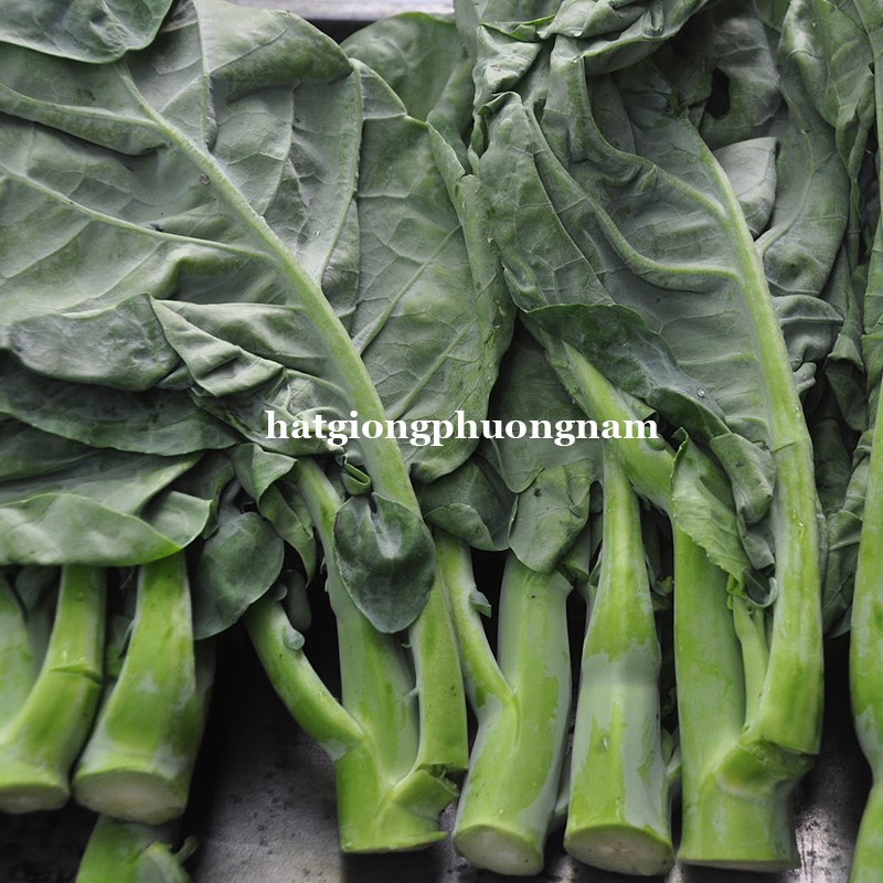 5gr - hạt giống rau cải rổ
