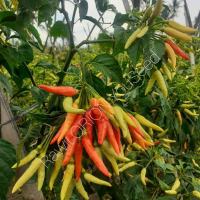 Isi 100 Benih Biji - Benih Cabai ORION F1 - Bibit Cabe Bergerombol Unggul - Toleran Virus Bibit Sayuran Benih Sayuran
