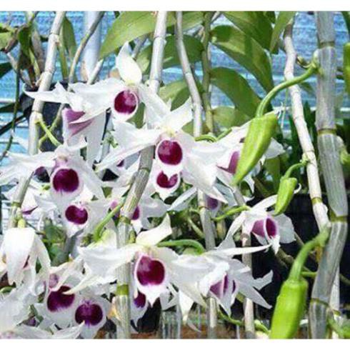 Cốc giống hoa lan phi điệp 5 cánh trắng HỌNG TÍM