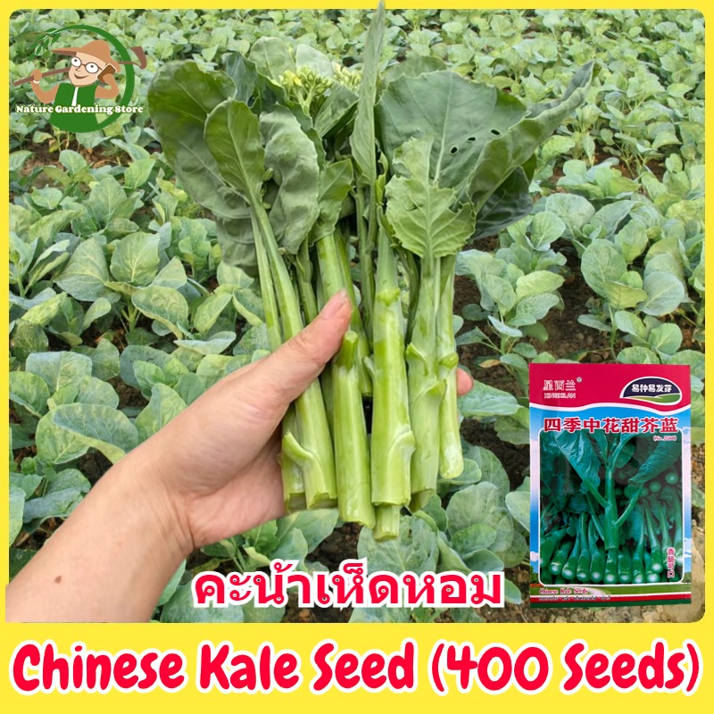 Hong Kong Kale F1 Seeds, Authentic Op Seeds, Chinese Kale with Shiitake Mushroom, Pack of 400 Seeds, Chinese Kale Seed, Vegetable Seeds for Planting, Kale Seeds, Vegetable Seeds, Organic Vegetables, Bon Sai Seeds, Horticultural Plants, Auspicious Plants, ราคา 38 บาท*ส่งฟรี