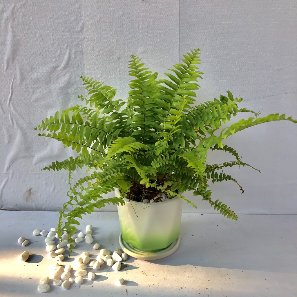 Cây dương xỉ thái rủ kèm chậu sứ kim cương, Cao 25cm