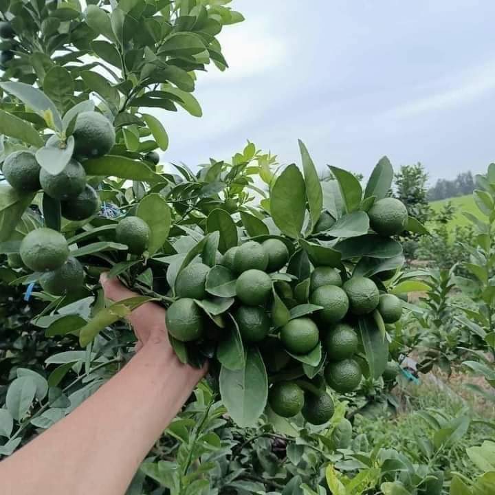 COMBO 2 cây chanh chùm tứ quý siêu trái ( tặng kèm phân bón)