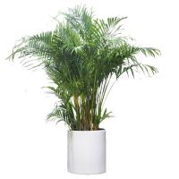 Areca Yellow Palm Plant - Fresh Gardening Indoor Plant Outdoor Plants for Home Garden