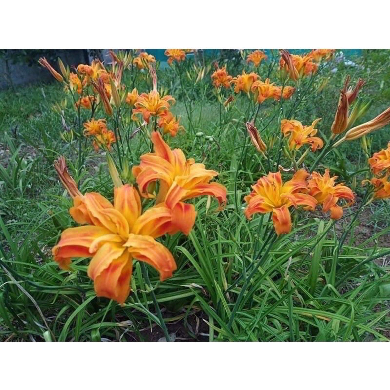 Củ hoa hiên - giống hoa cảnh nhập khẩu
