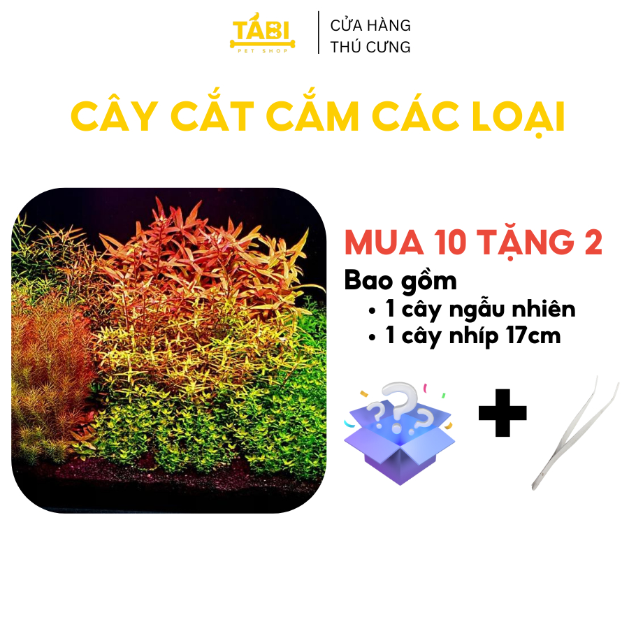 Cây cắt cắm thuỷ sinh trang trí hồ cá, bể cá thuỷ sinh