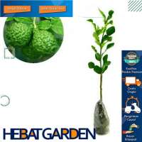 Bibit Jeruk Angka 8 – Jeruk Purut Unggul | Tahan Hama | Daun Wangi Kuat – Hebat Garden