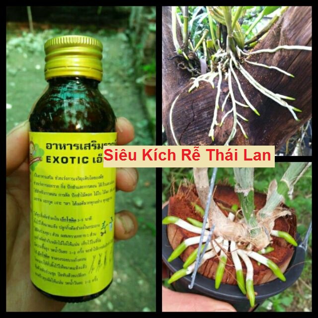 Siêu kích thích ra rễ exotic hàng thái lan - chai 100ml