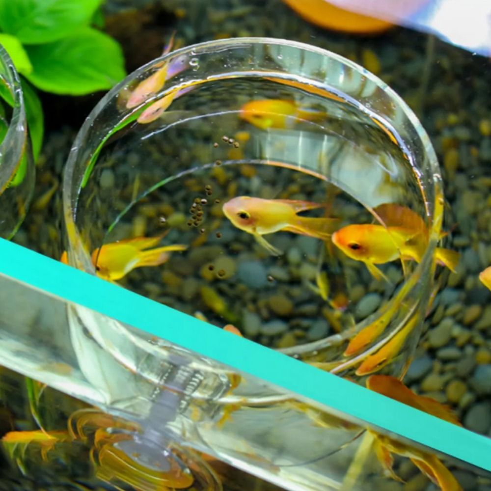 Chăm Sóc Vật Nuôi Hình Chữ Nhật/Vòng Aquarium núm hút cao su Trung Chuyển trong suốt Acrylic Nổi Khay thức ăn cho cá Aquarium Ăn Vòng Với núm hút cao su bể cá Acrylic Máy cho cá ăn tự động Aquarium